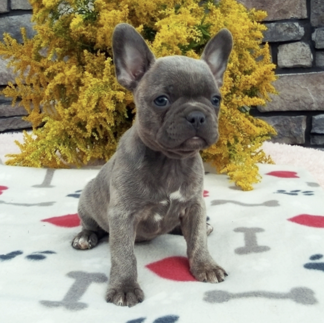 comprar cachorros sanos, baratos y asequibles para la venta